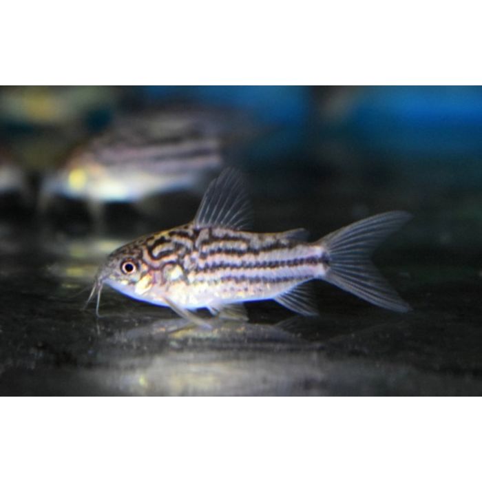 Corydoras Napoensis / Pantsermeerval Napoensis