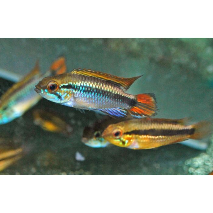 Apistogramma Agassizii Double Red