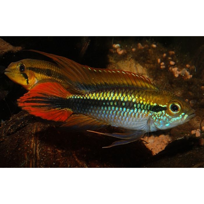Apistogramma Agassizii Red/Gold