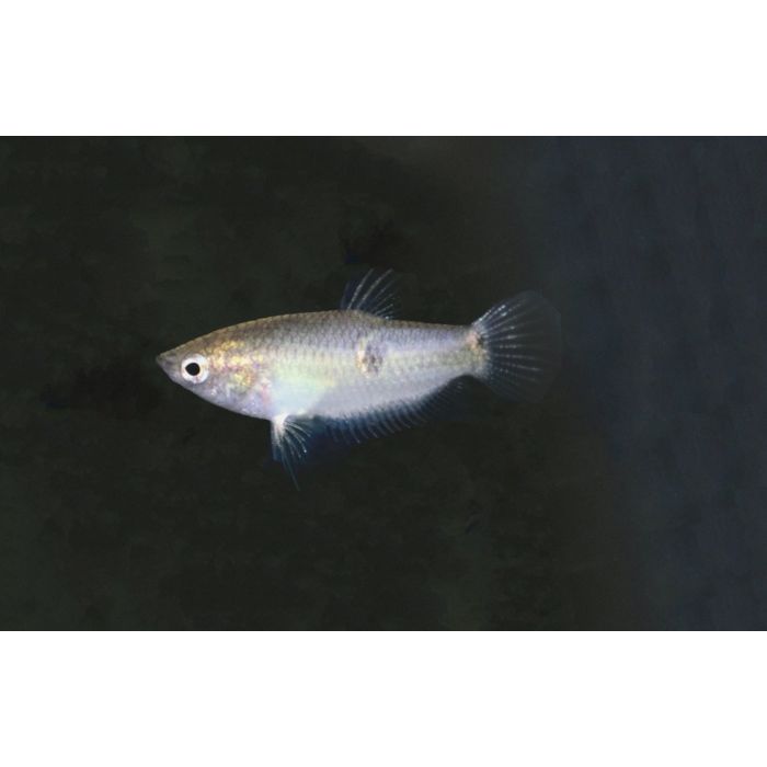 Parasphaerichthys Ocellatus Chocolade Gourami Birma