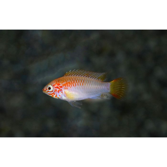 Apistogramma Viejita Gold
