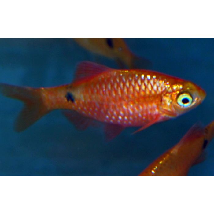 Pethia Conchonius Neon Gold / Prachtbarbeel Neon Goud