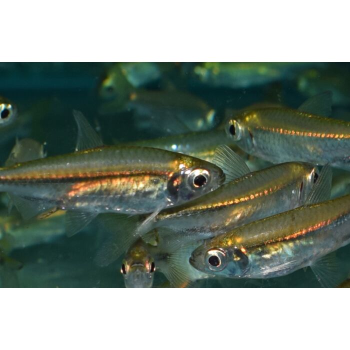 Rhabdalestes Septentrionalis / Kongozalm Septentrionalis