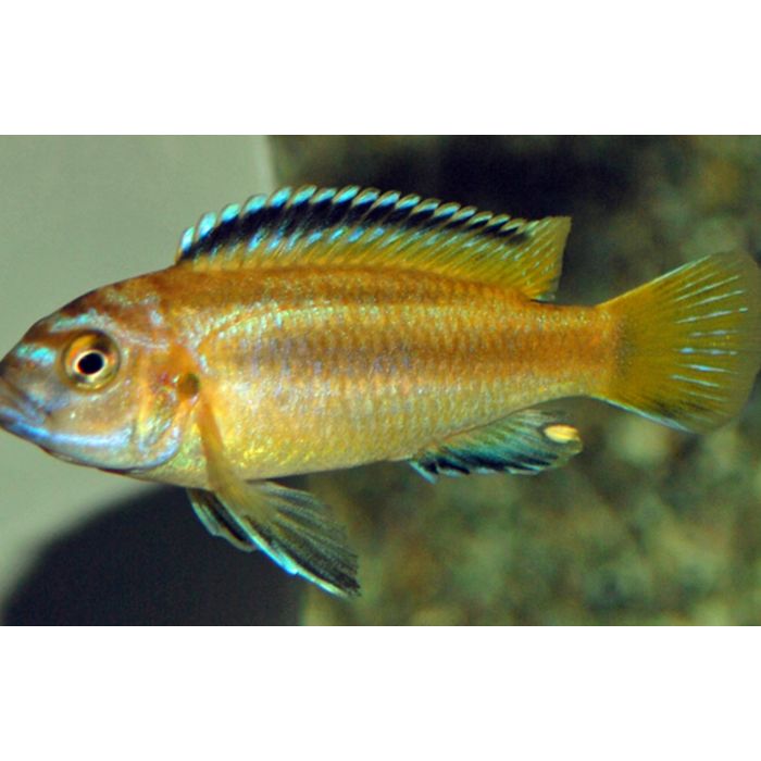 Melanochromis Johannii