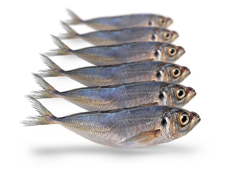 Prebaits Horsmakreel - Vacuüm verpakt