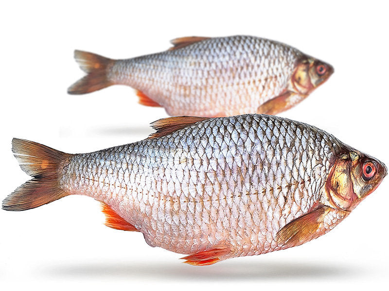 Prebaits Voorn XL - Vacuüm verpakt