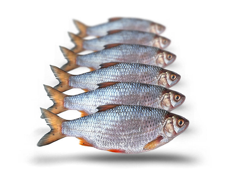 Prebaits Voorn Middel - Vacuüm verpakt