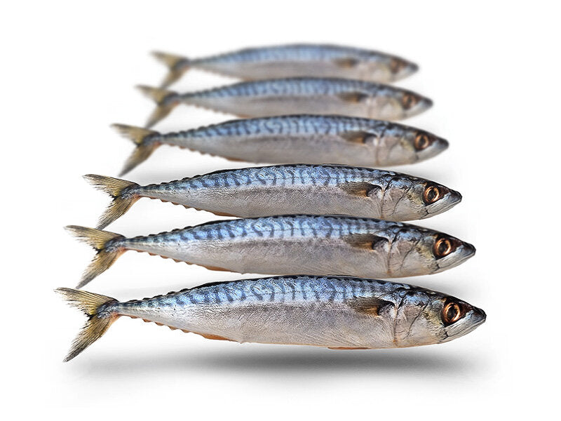 Prebaits Makreel Klein - Vacuüm verpakt