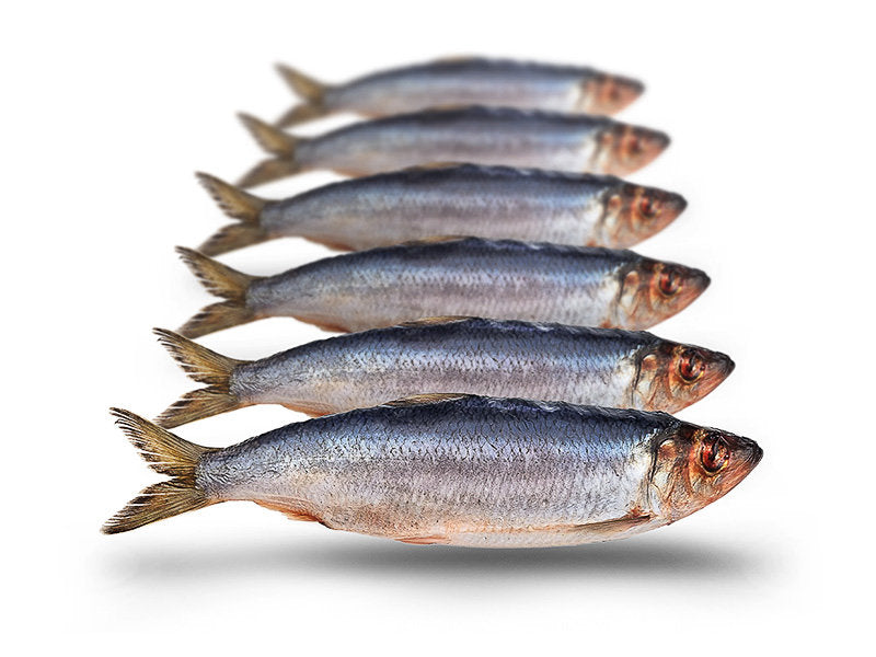 Prebaits Haring Klein - Vacuüm verpakt