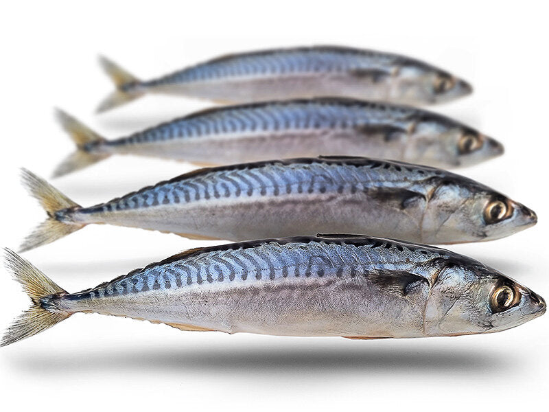 Prebaits Makreel Middel - Vacuüm verpakt