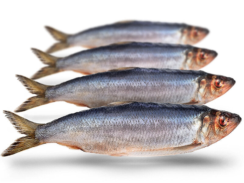 Prebaits Haring Groot - Vacuüm verpakt