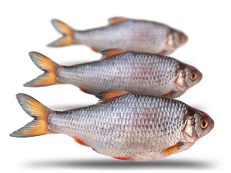 Prebaits Voorn Groot - Vacuüm verpakt