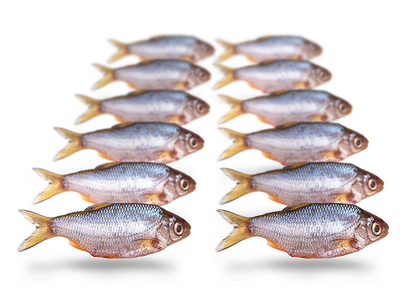 Prebaits Voorn / Kolblei Klein - Vacuüm verpakt