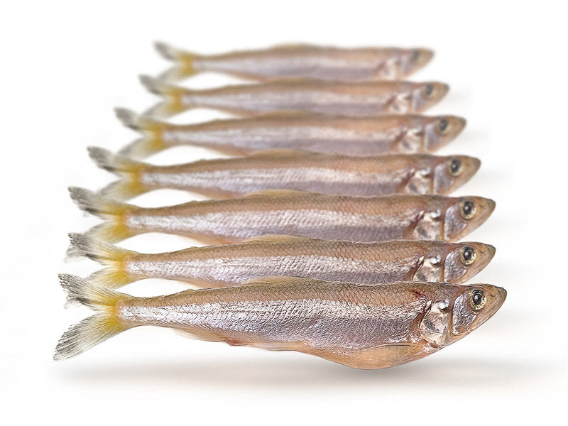 Prebaits Spiering Groot - Vacuüm verpakt