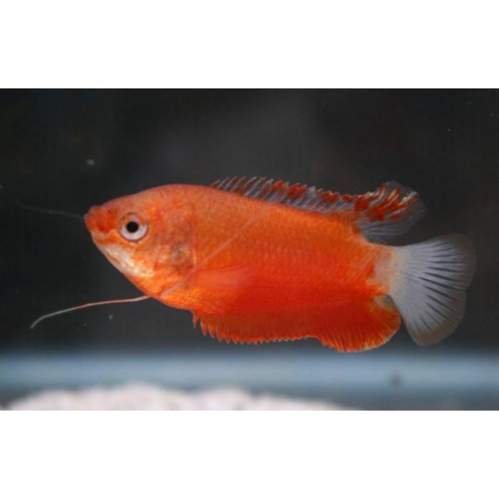 Colisa labiosa oranje