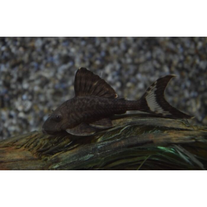 Panaque Schaeferi S/M Titanic Pleco L203