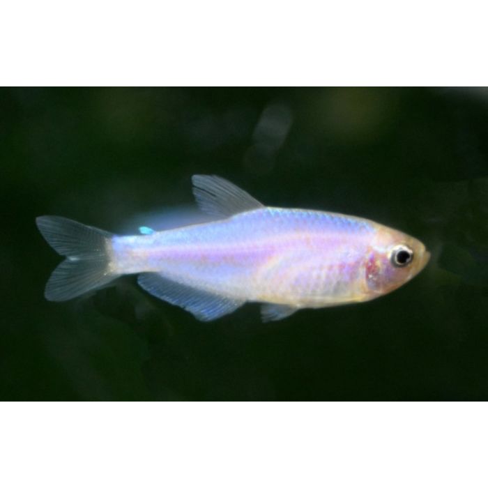 Inpaichthys Kerri Pink / Gold