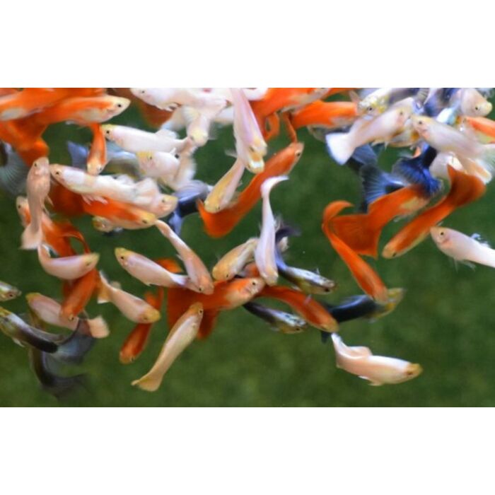 Poecilia Reticulatus Mix Dutch/france Flag Male / Gup Mix Dutch Flag Man