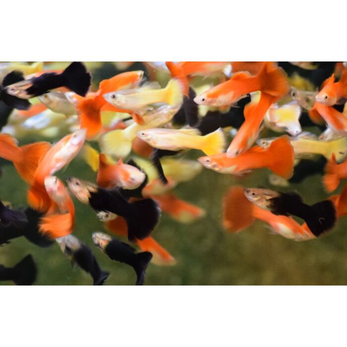 Poecilia Reticulatus Mix Belgium/german Flag Male / Gup Mix Belgium Flag Man