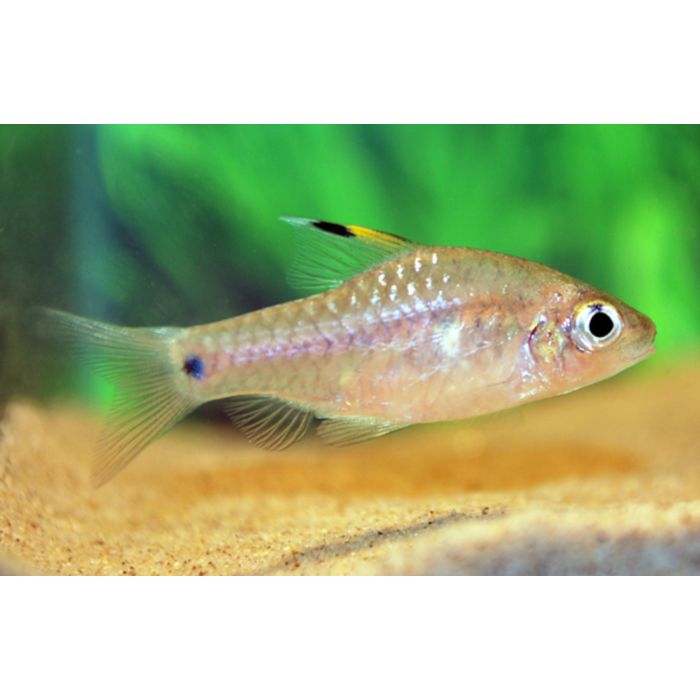 Oreichthys Crenuchoides / Hoogvinbarbeel