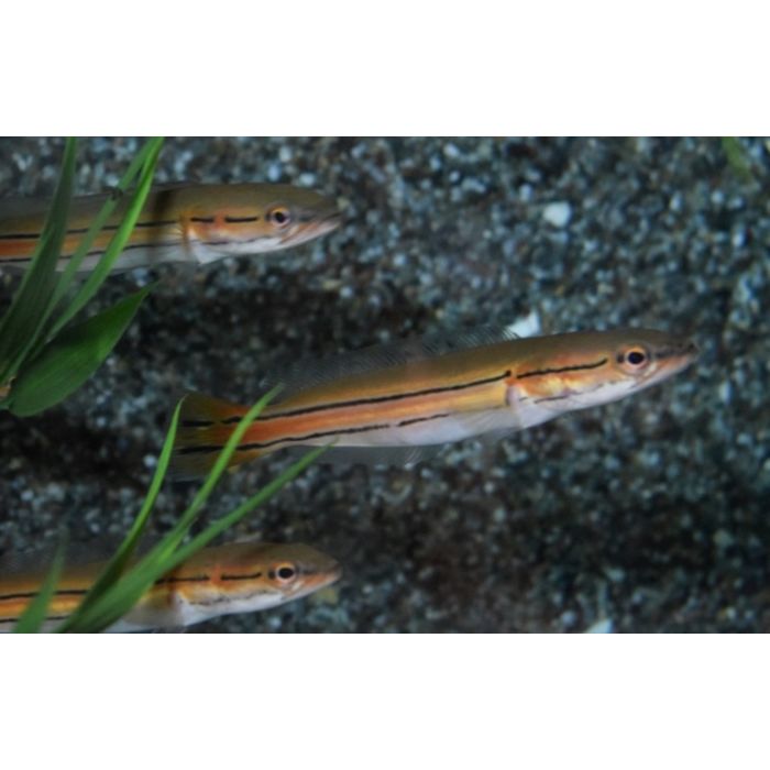 Channa Diplogramma / Malabar Slangenkopvis