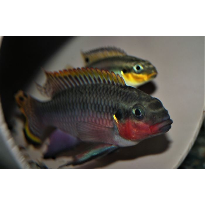 Pelvicachromis Taeniatus Nigerianum Rood