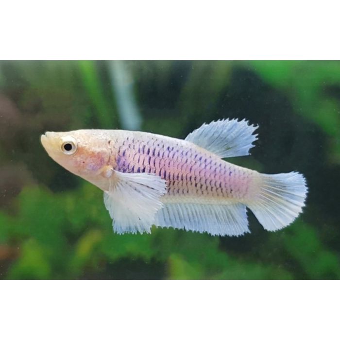 Betta Splendens Dumbo Ear Fe / Kempvis Dumbo Ear