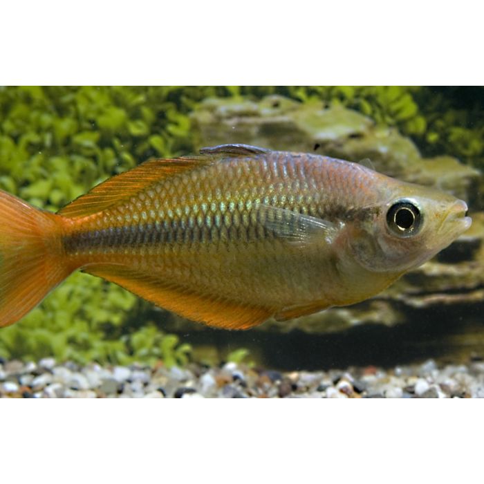 Melanotaenia Herbertaxelrodi Tebera Regenboogvis