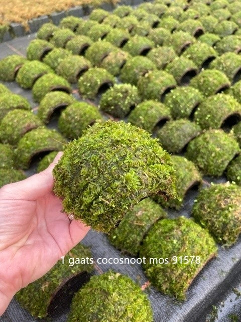 1-gaats Cocosnoot met Javamos