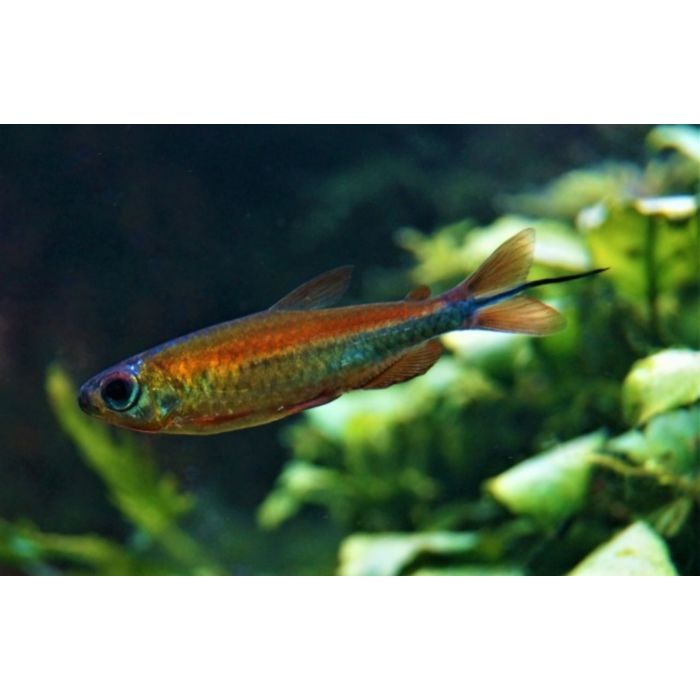 Phenacogrammus Sp. Fantastic / Kongozalm Fantastic