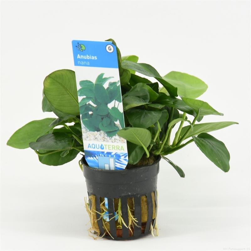 Anubias nana