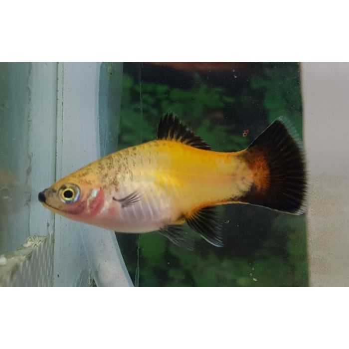 Xiphophorus Maculatus Platy Wagtail Gold