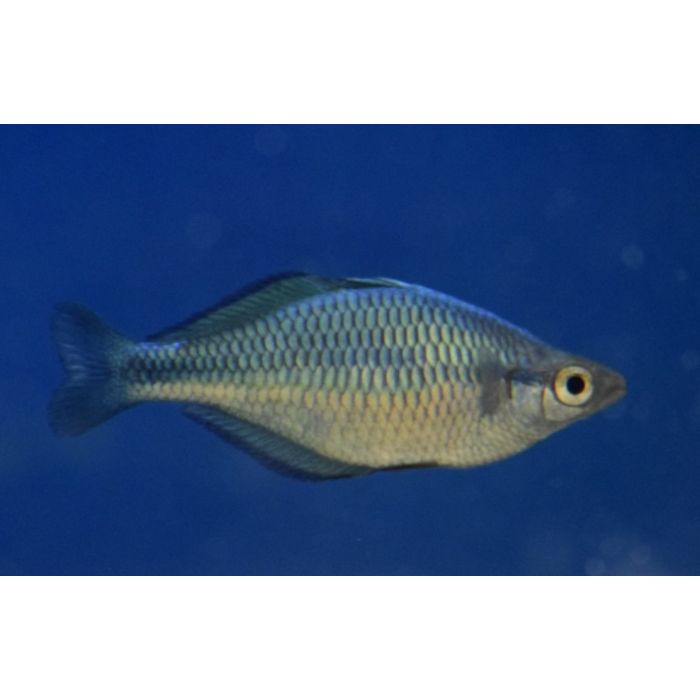 Melanotaenia Lacustris Kutubu Regenboogvis