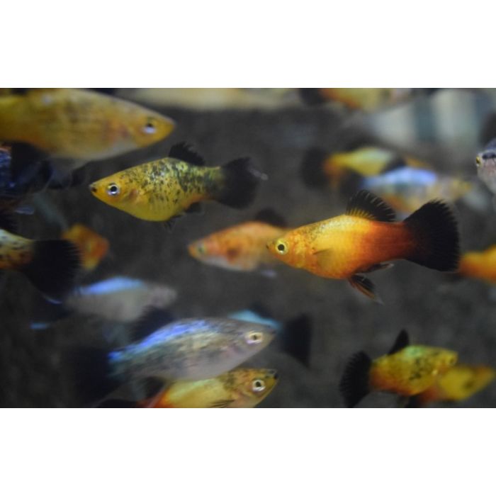 Xiphophorus Maculatus Platy Sunset Wagtail