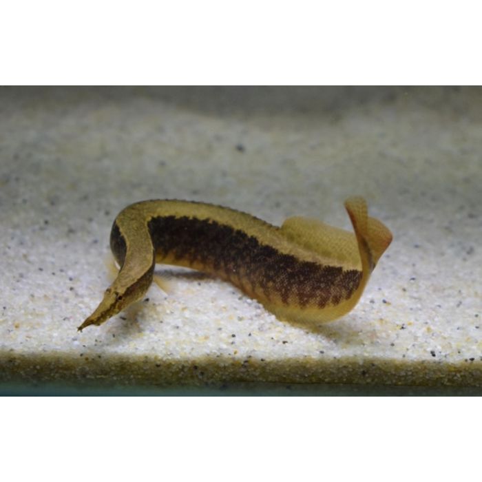 Mastacembelus Circumcinctus / Stekelaal Circumcinctus