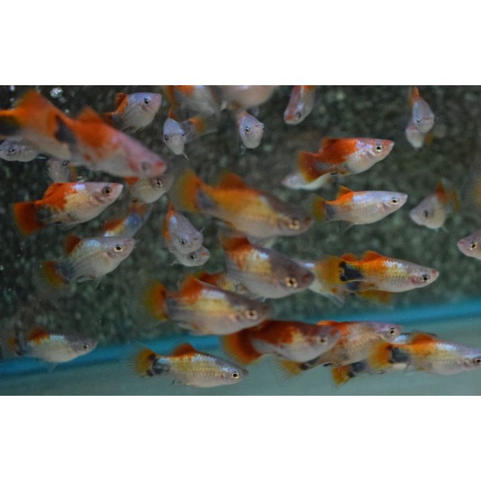Xiphophorus Maculatus Platy Blue Red Top Mickey