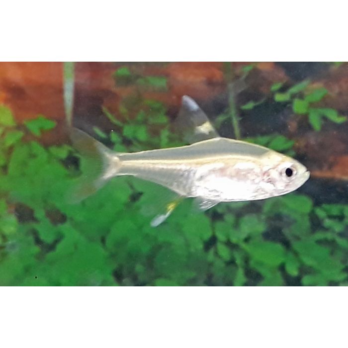 Pristella Maxilaris Gold / Rotschwanzlachs Gold