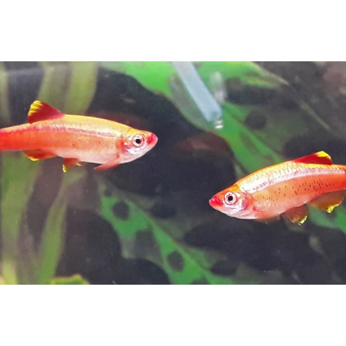 Tanichthys Albonubes Chinese Danio Goud