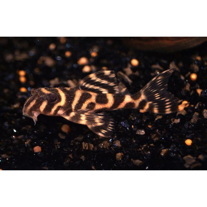 Hypancistrus Sp. / L236