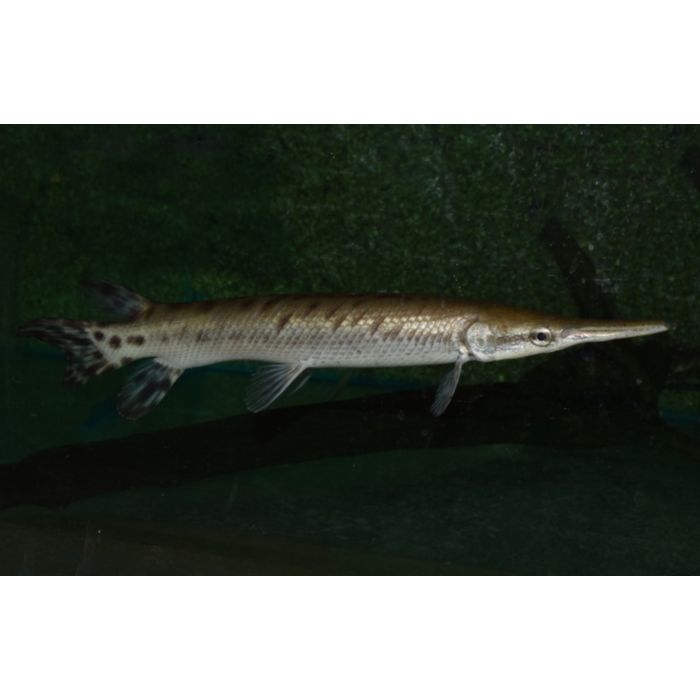 Atractosteus Tropicus / Beensnoek