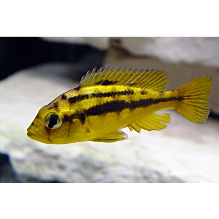 Haplochromis Cribensis