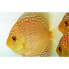 Discus Royal Green Red Spotted S. Aequifasciatus Royal Green Red Spot S