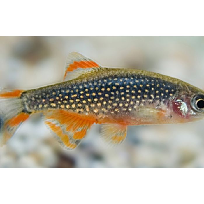 Danio Margaritatus Rasbora Galaxy