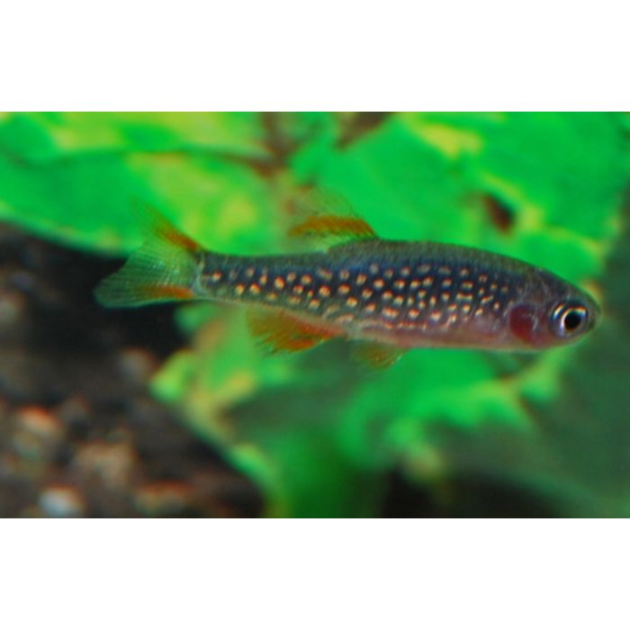 Danio Margaritatus Rasbora Galaxy