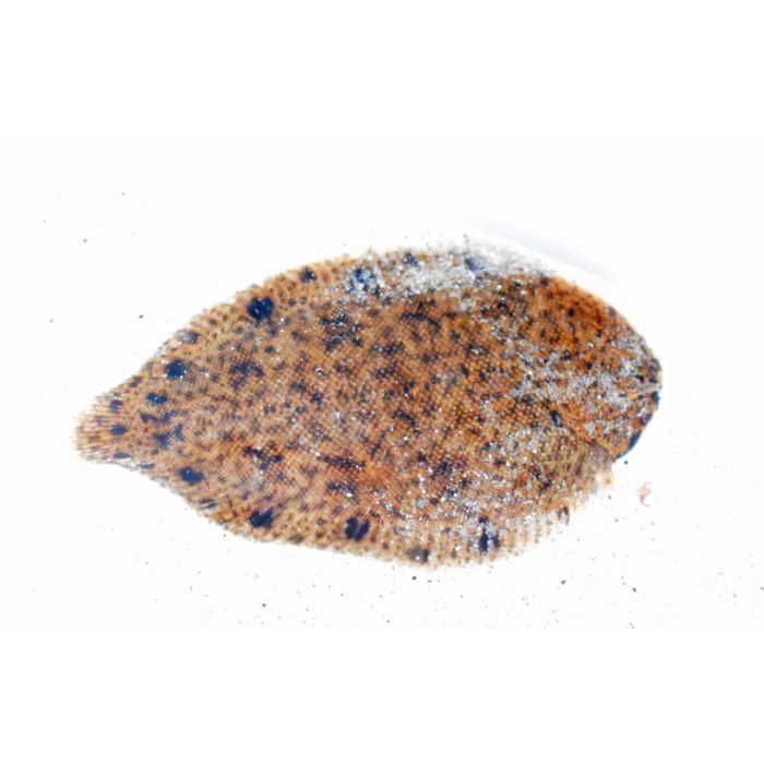 Brachirus Villosus / Schol Villosus