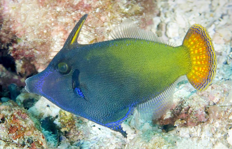 Pervagor janthinosoma - Blackbar Filefish
