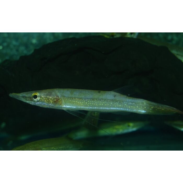 Luciocephalus Aura / Snoekkop Aura