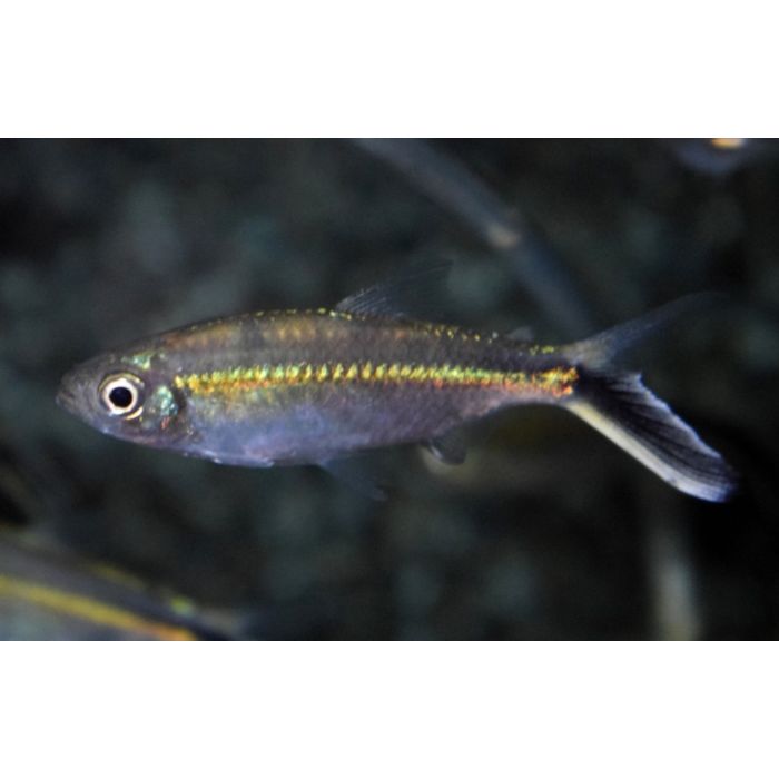 Thayeria Obliqua / Pinguin Tetra