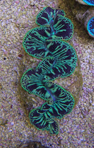 Tridacna maxima (Green) - Maxima clam (Green)