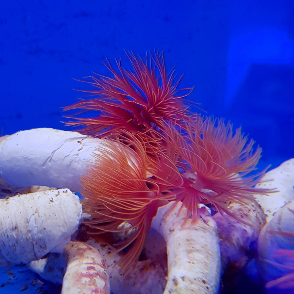 Protula bispiralis (Red) - Hard tubeworm (Red)